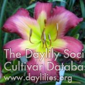 Daylily Lighthearted Spin